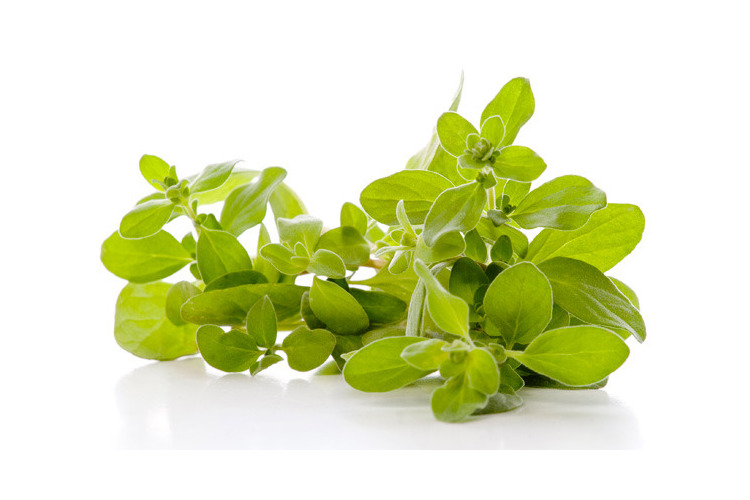 marjoram-scale