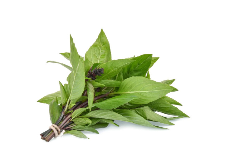thai-basil-scale