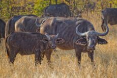 amboseli-1