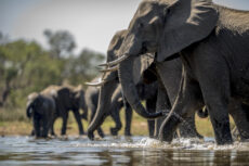 amboseli-13