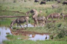 amboseli-18