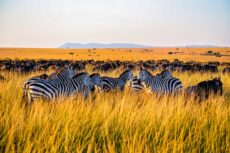 amboseli-2