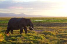 amboseli-21