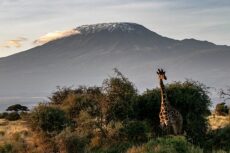 amboseli-22