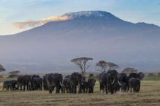 amboseli-23