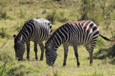 amboseli-4