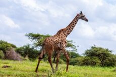 amboseli-8